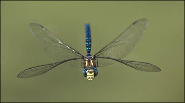What time of year do you see dragonflies?