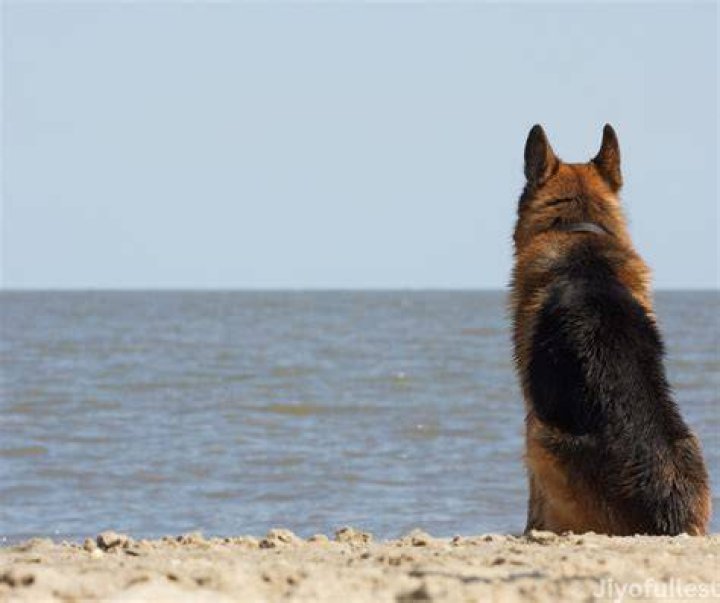What to do when you miss your dog?