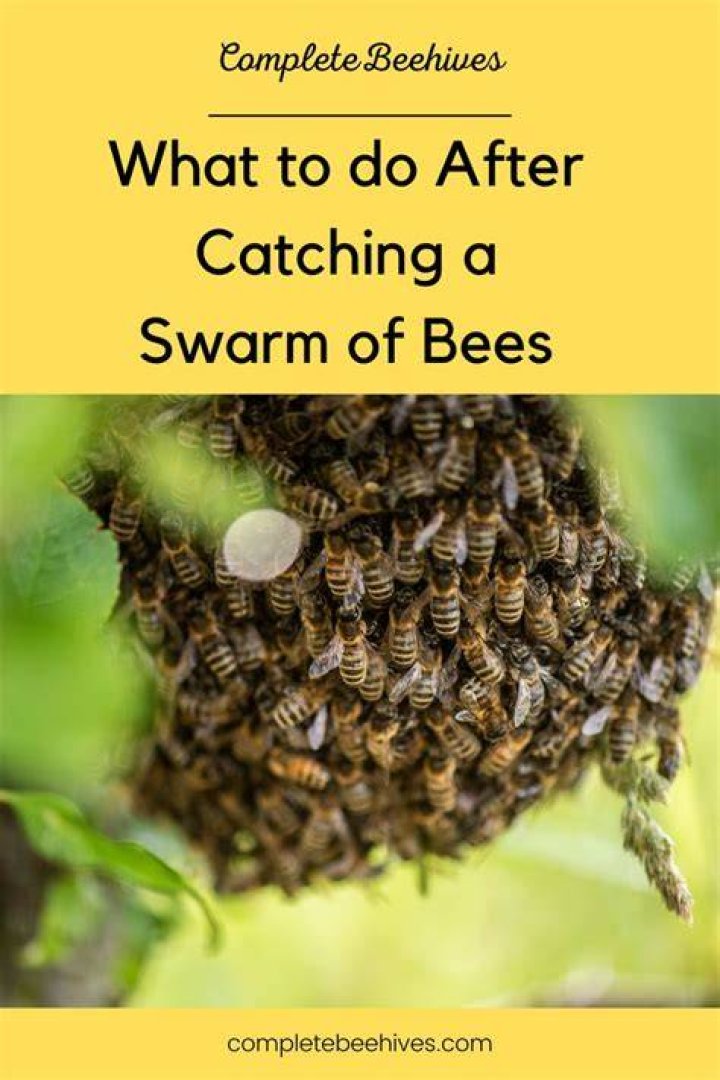What to do with a swarm after you catch it?