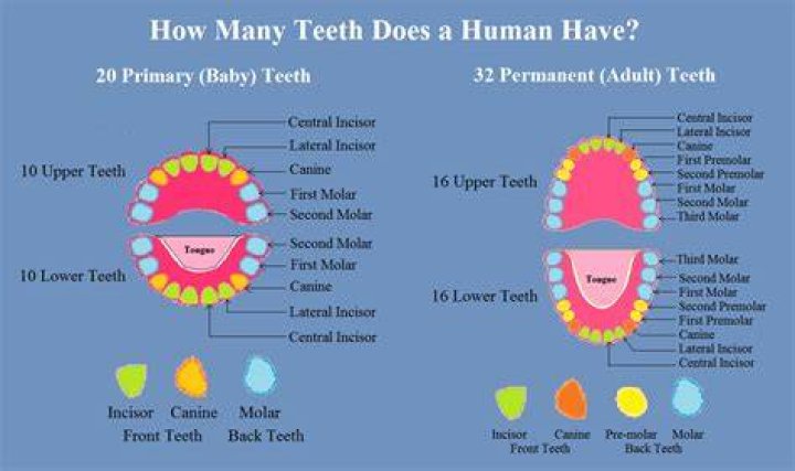 What type of teeth do Asians have?