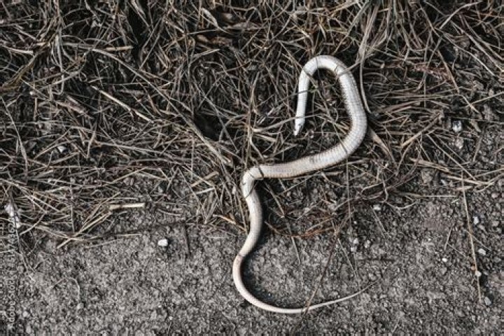 What will eat a dead snake?