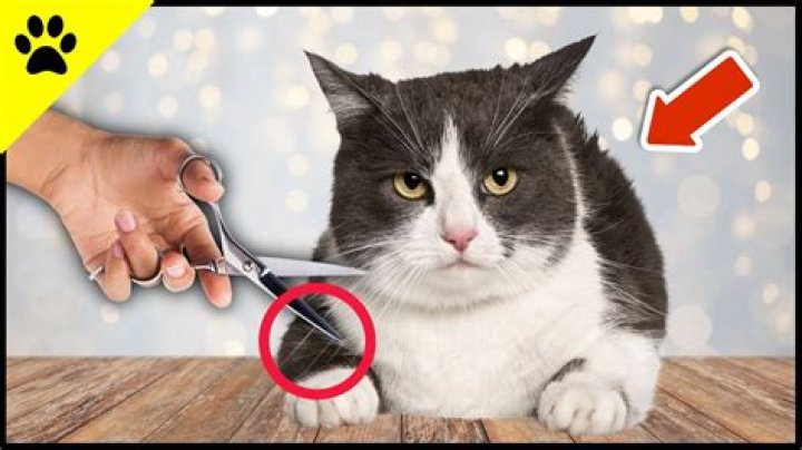 What will happen if you cut off a cat's whiskers?
