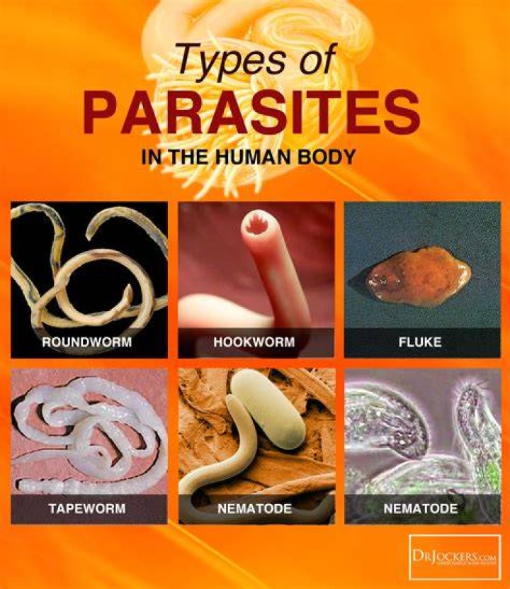 When are parasites most active in the body?
