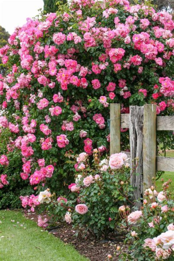 When should I fertilize my climbing roses?