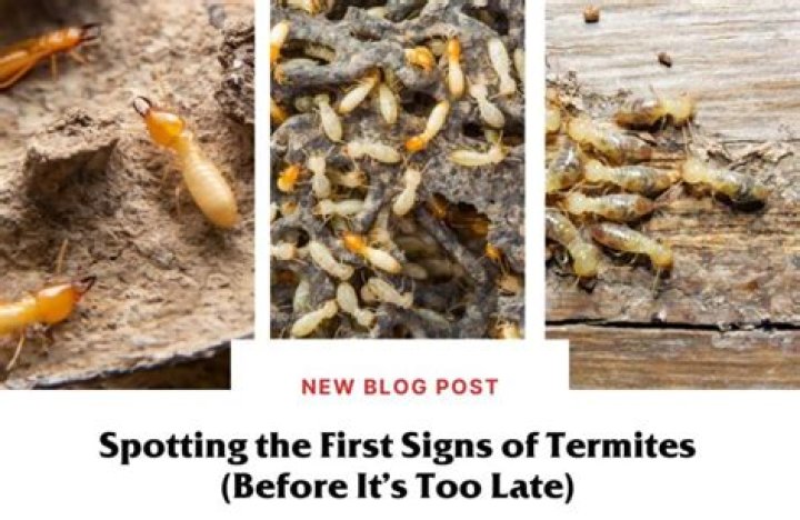 When should I worry about termites?