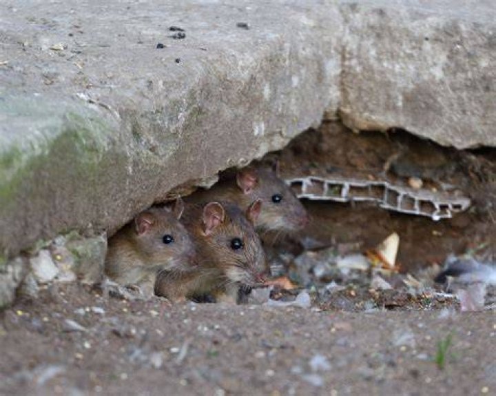 Where can I find rat burrows?