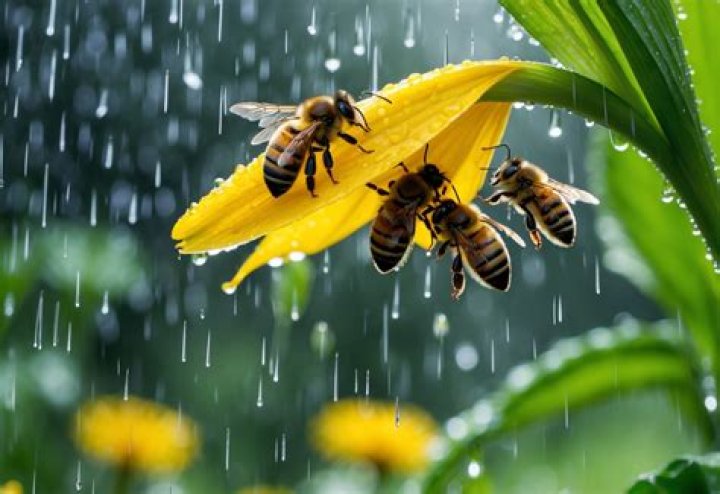 Where do bees go in the rain?