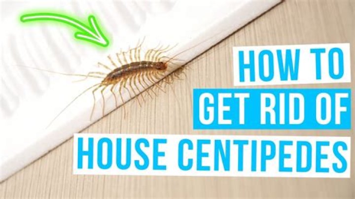 Where do centipedes hide?