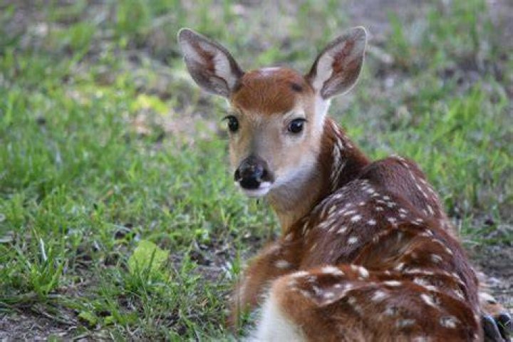 Where do deers hide during the day?