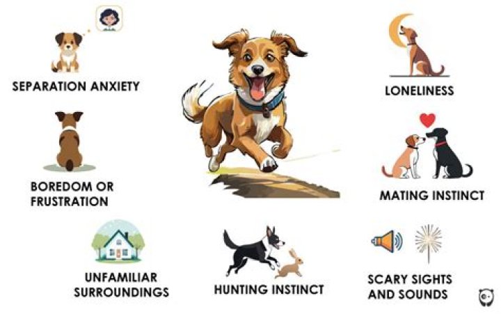 Where do dogs go when they run away?