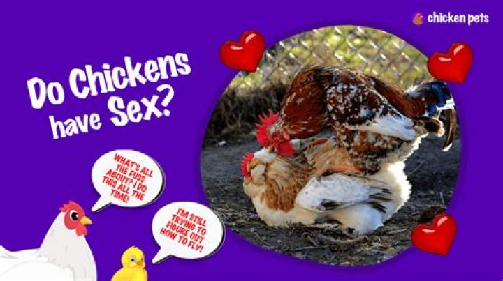 Where do Kirkland chickens come from?