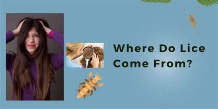 Where do lice come from?