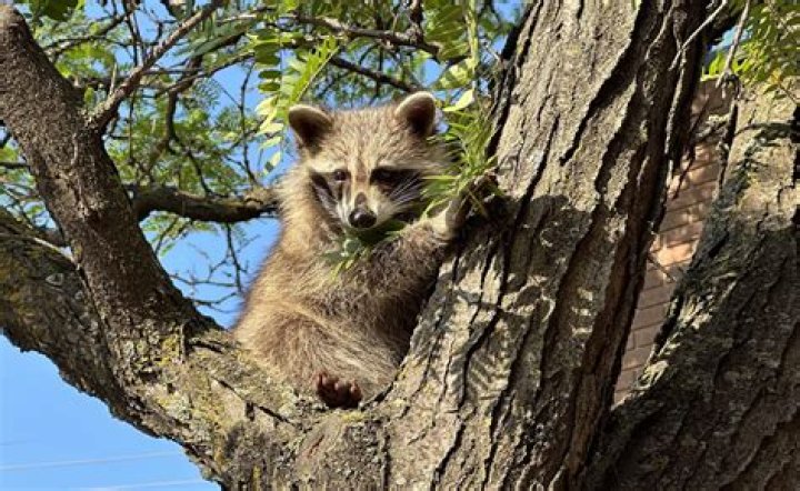 Where do racoons live during the day?