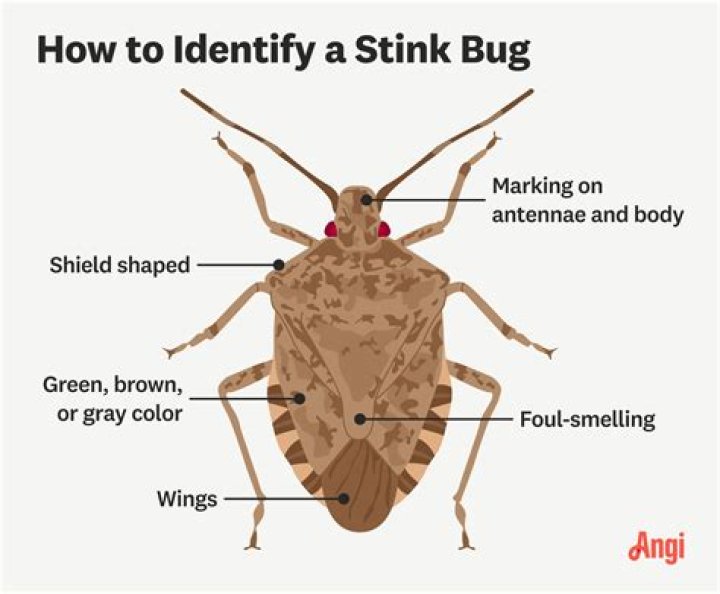 Where is a stink pipe located?