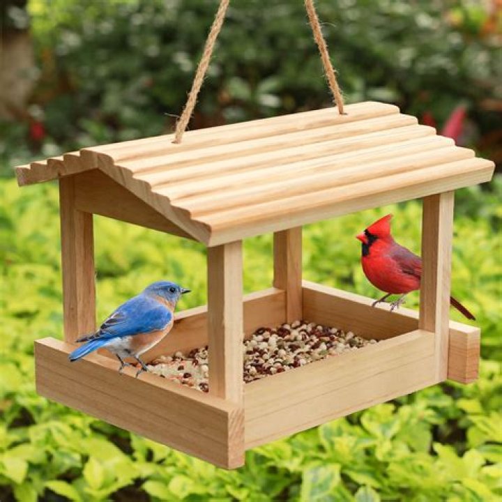 Where should I put a bird feeder?