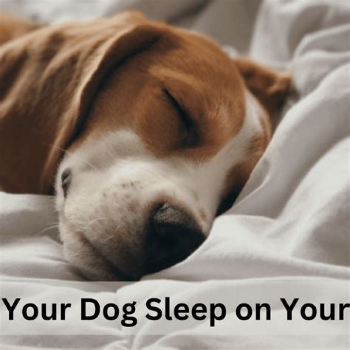 Where should my blind dog sleep?