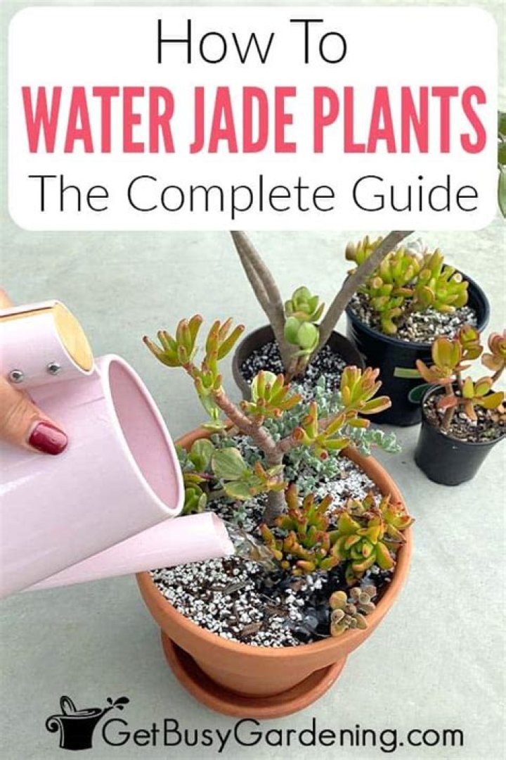 Where should you place a jade plant in your house?