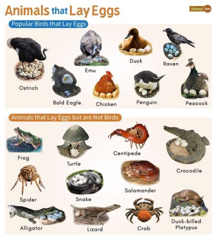 Which animal has only one lung?