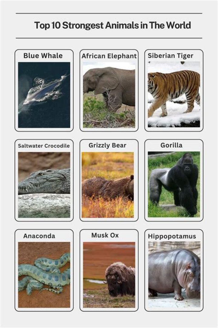 Which animal is the strongest?