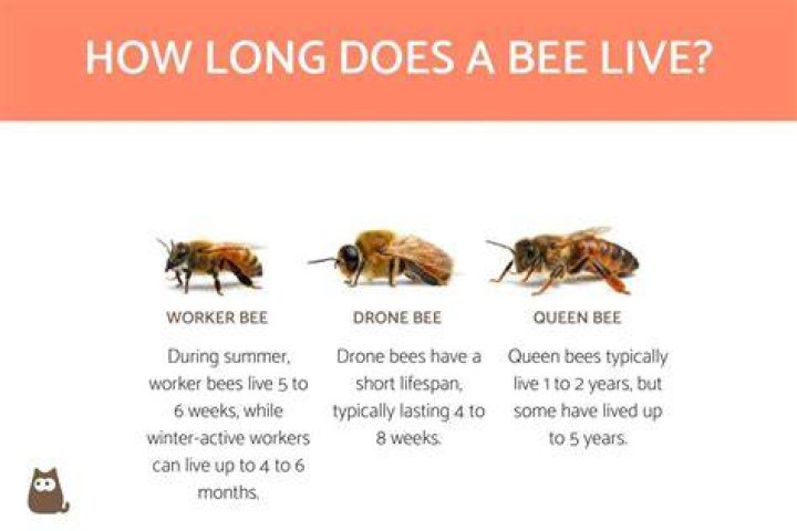Which bee has the longest lifespan?