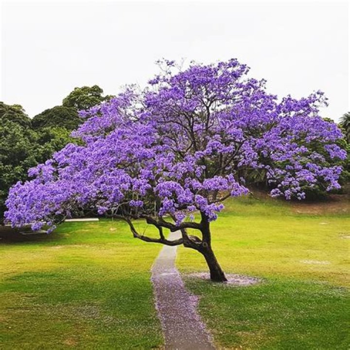 Which city has the most jacaranda trees?