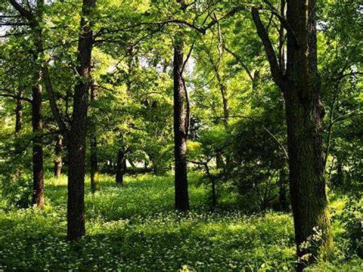 Which countries have no trees?