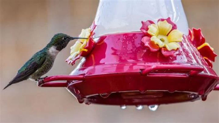 Which is better glass or plastic hummingbird feeders?