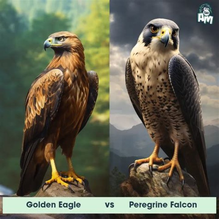 Which is stronger eagle or falcon?