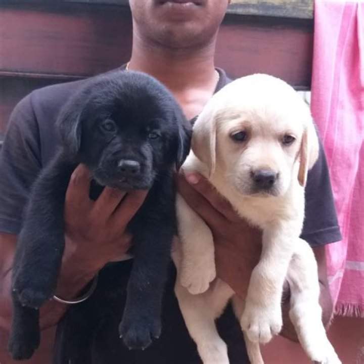 Which is the best puppy to buy?