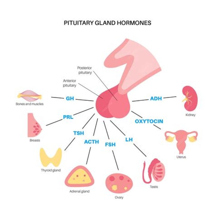Which of the following is another name for the pituitary gland quizlet?