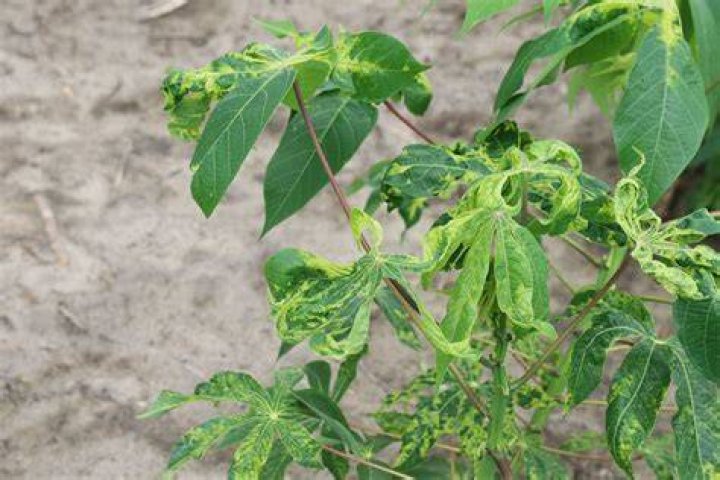 Which part of cassava is poisonous?