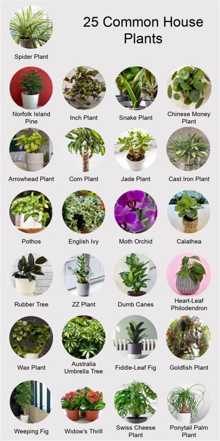 Which plants should not be kept in bedroom?