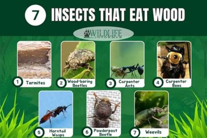 Who eats wood?