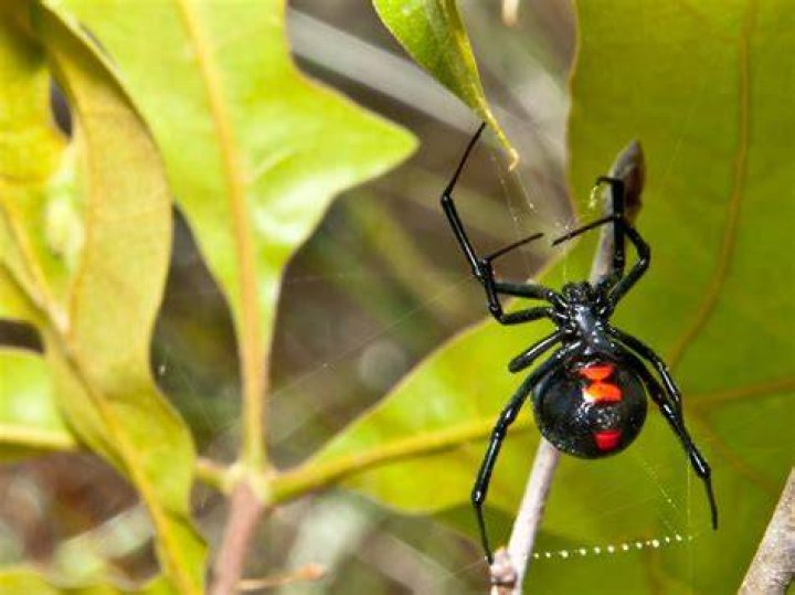 Who is Black Widows brother?