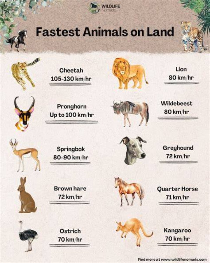 Who is the third fastest Hashira?