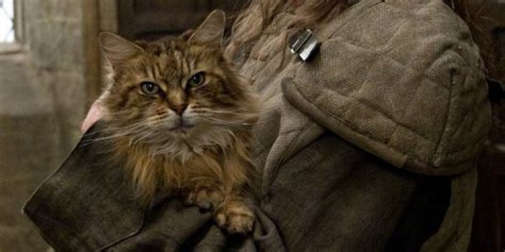 Who Killed Mrs. Norris cat?