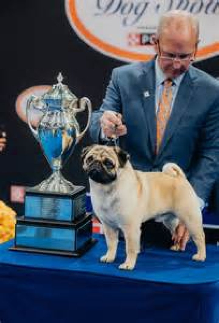 Who won dogshow?