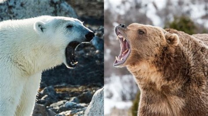 Who would win a fight grizzly bear or polar bear?