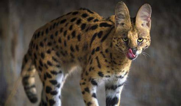 Why are cats associated with death?