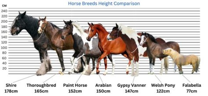 Why are horses so expensive right now 2021?