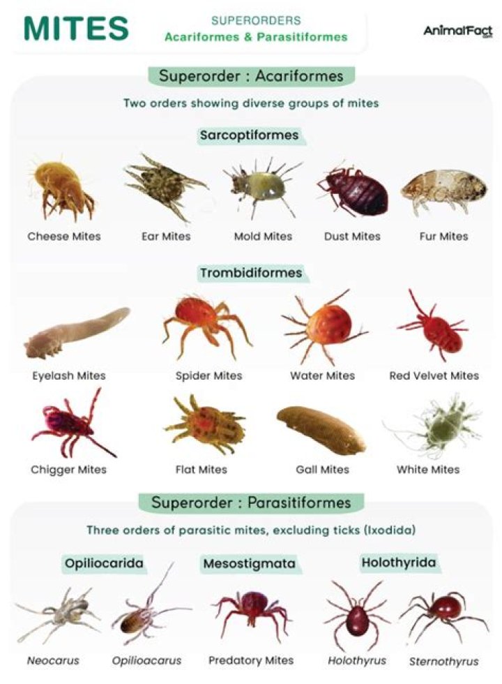 Why are mites attracted to me?