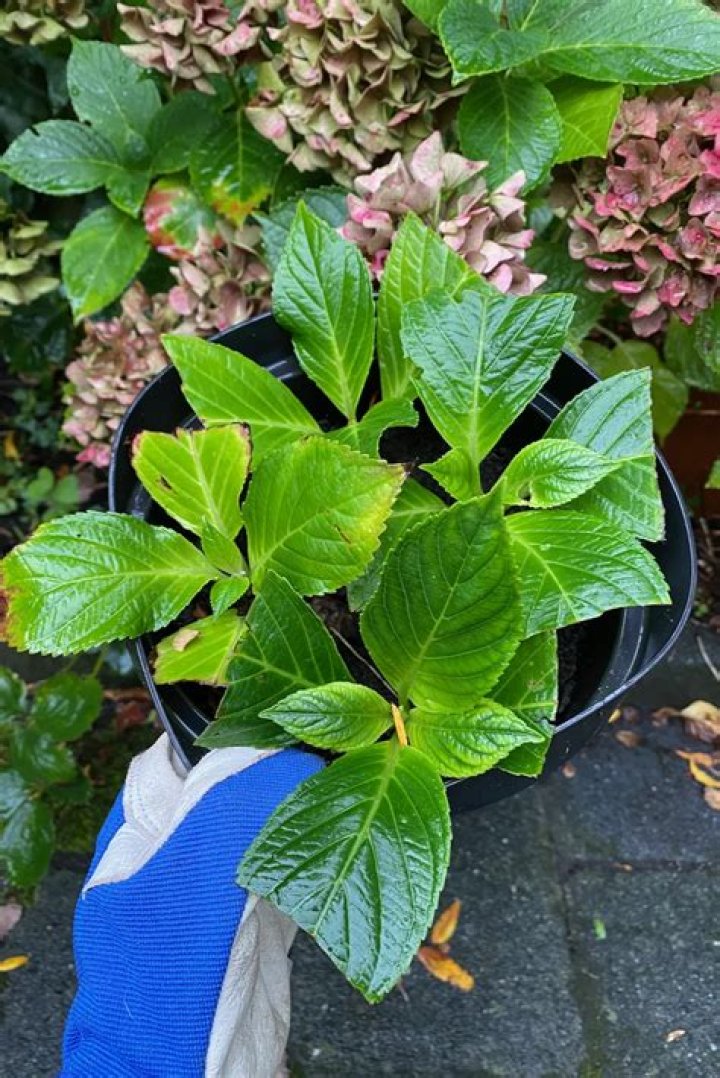 Why are my hydrangea cuttings drooping?