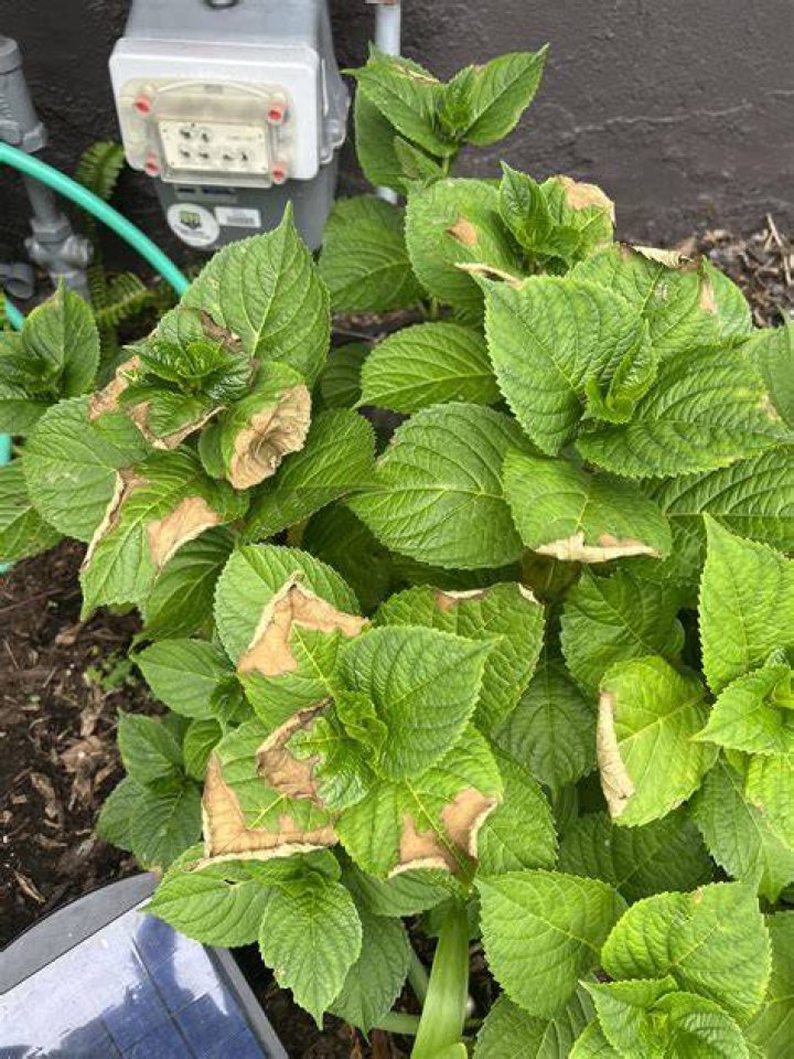 Why are my hydrangea leaves curling and turning brown?