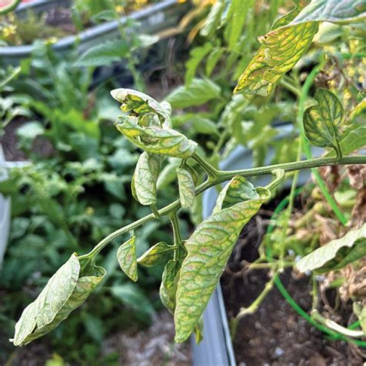 Why are my plants leaves curling inward?
