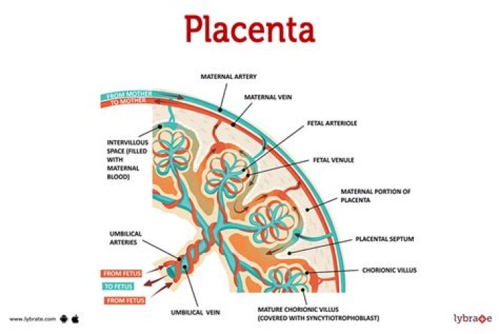 Why are placentas sold?