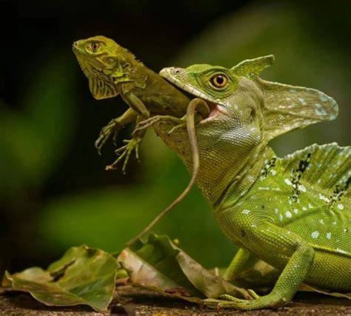 Why are spiders scared of basilisks?