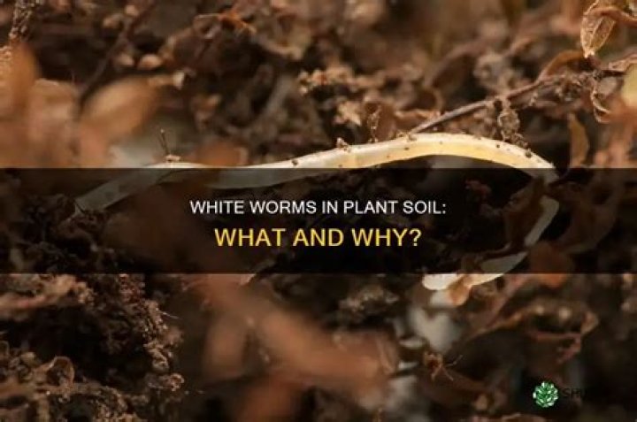 Why are there little white worms in my plant soil?