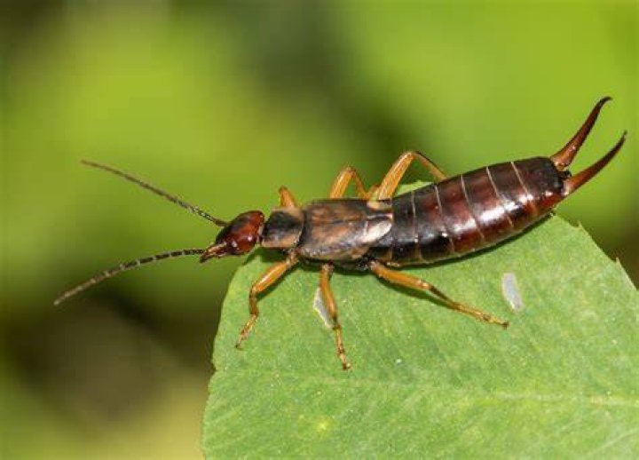 Why are there so many earwigs this year 2020?