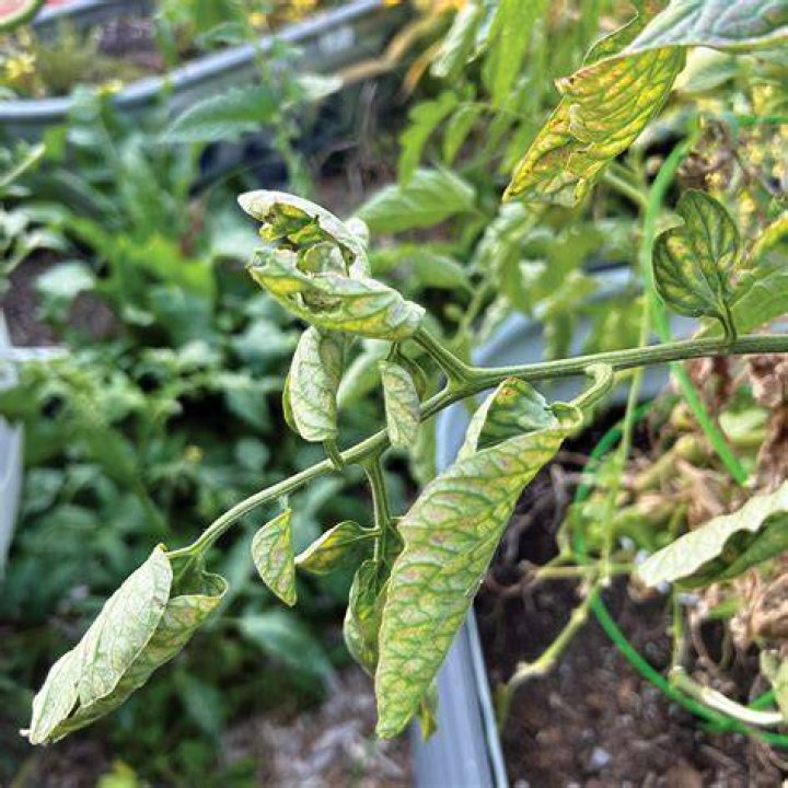 Why are top leaves of tomato plant curling?