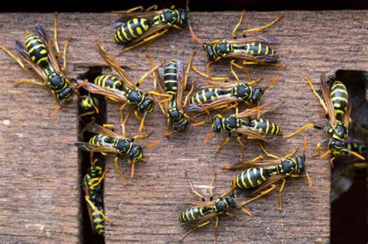 Why are wasps attracted to my deck?